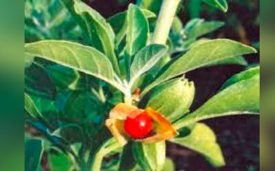 ASHWAGANDHA: Ginseng Indiano